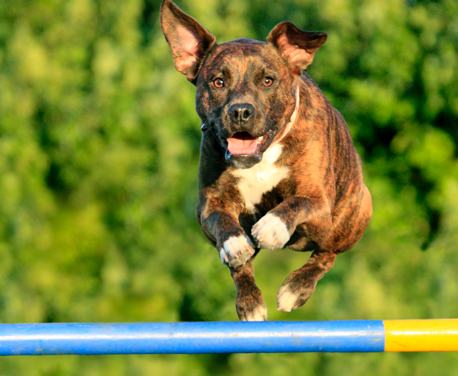 It has been shown that dog owners get more exercise than those who have gym memberships. Walking (or running) with your dog not ...