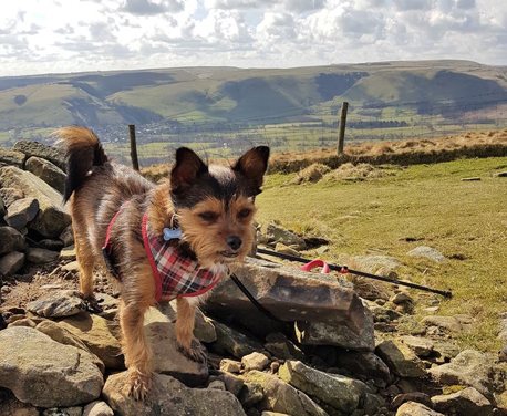 To say that we take Herbie on our walks wouldn’t give the full picture. Herbie is the reason we started walking in the first place ...