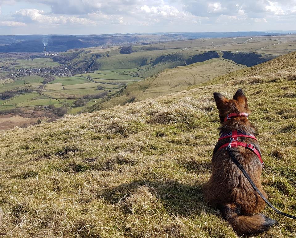 walking-with-herbie-pic-2