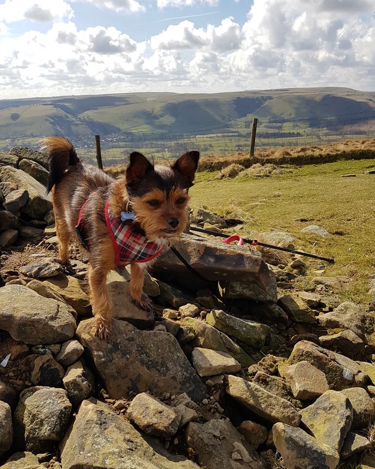 walking-with-herbie-pic-4