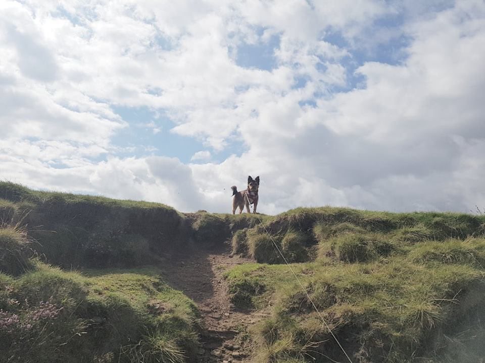 walking-with-herbie-pic-6