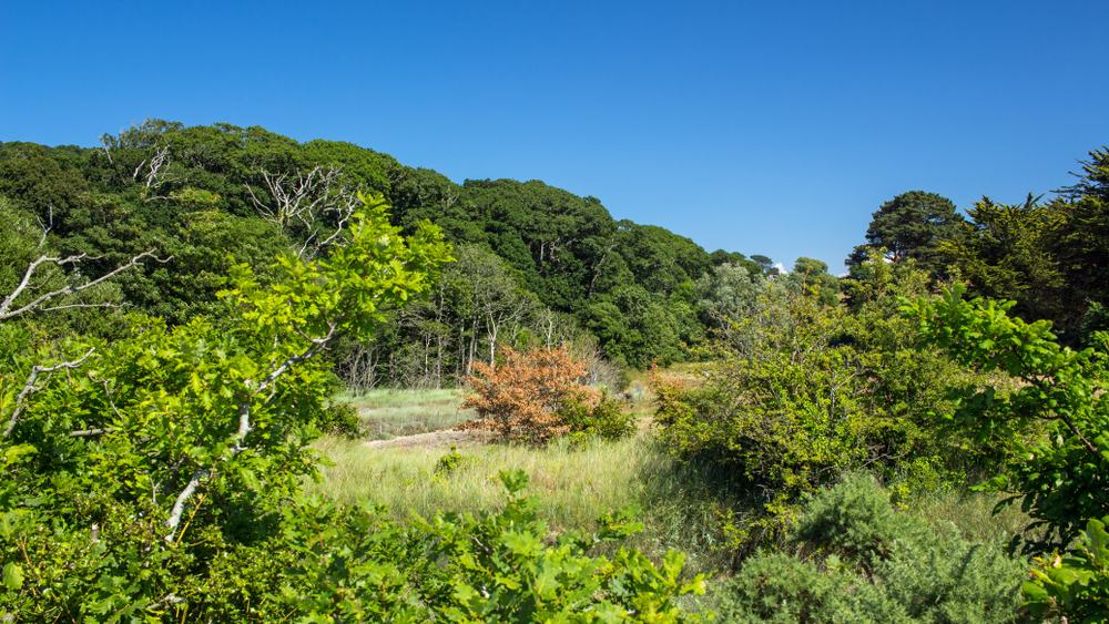 02-hbp-lower-knapp-Lanes-Tracks-and-Woodlands-slide