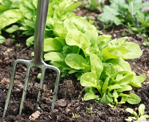 Gardens are important for so many reasons. Often, they can be the much-needed oases away from urban life. They are spaces where we work with nature to grow and cultivate for both aesthetic and practical purposes.