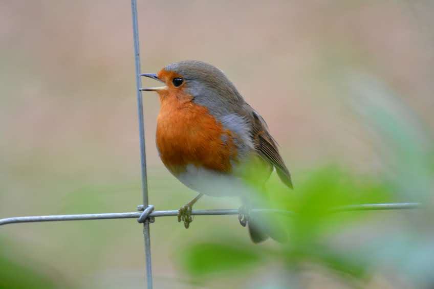 Nature-is-a-healer-0603