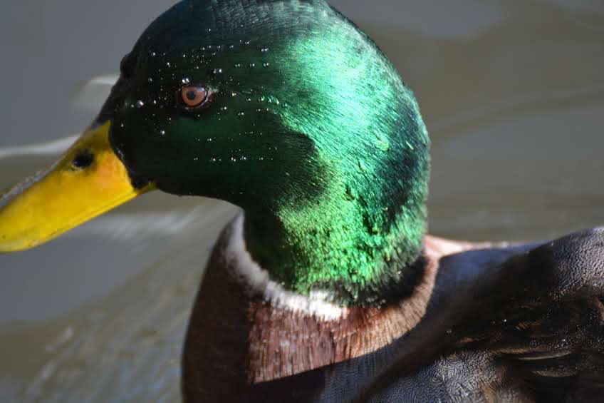 Nature-is-a-healer-0913