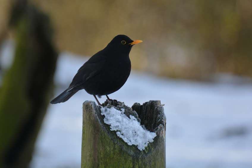 Nature-is-a-healer-1119