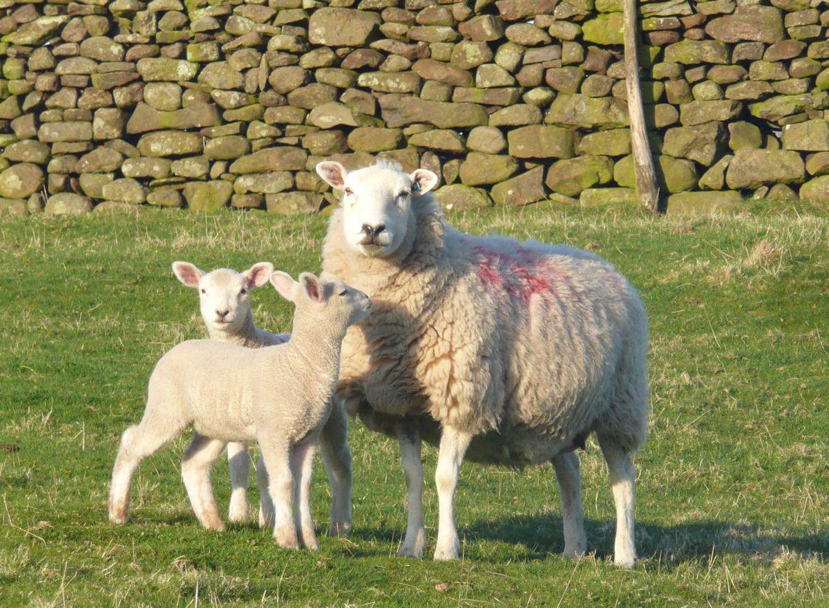 Walks-through-history-Sheep in Long Preston