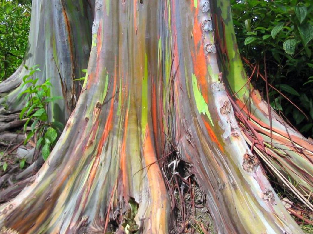 why-walk-trees-photo-12