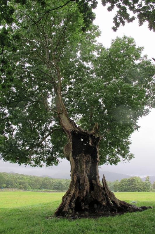 why-walk-trees-photo-8