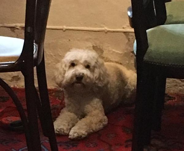 Dogs are welcome at The Old Pound Inn, please keep them on a lead. Dog water bowls are available in various areas and there are even some free snacks - for those that are allowed.