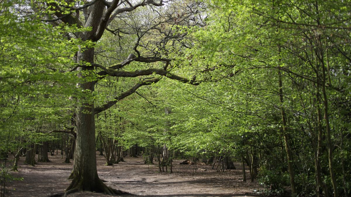 trentpark-slide-5 Trent Park