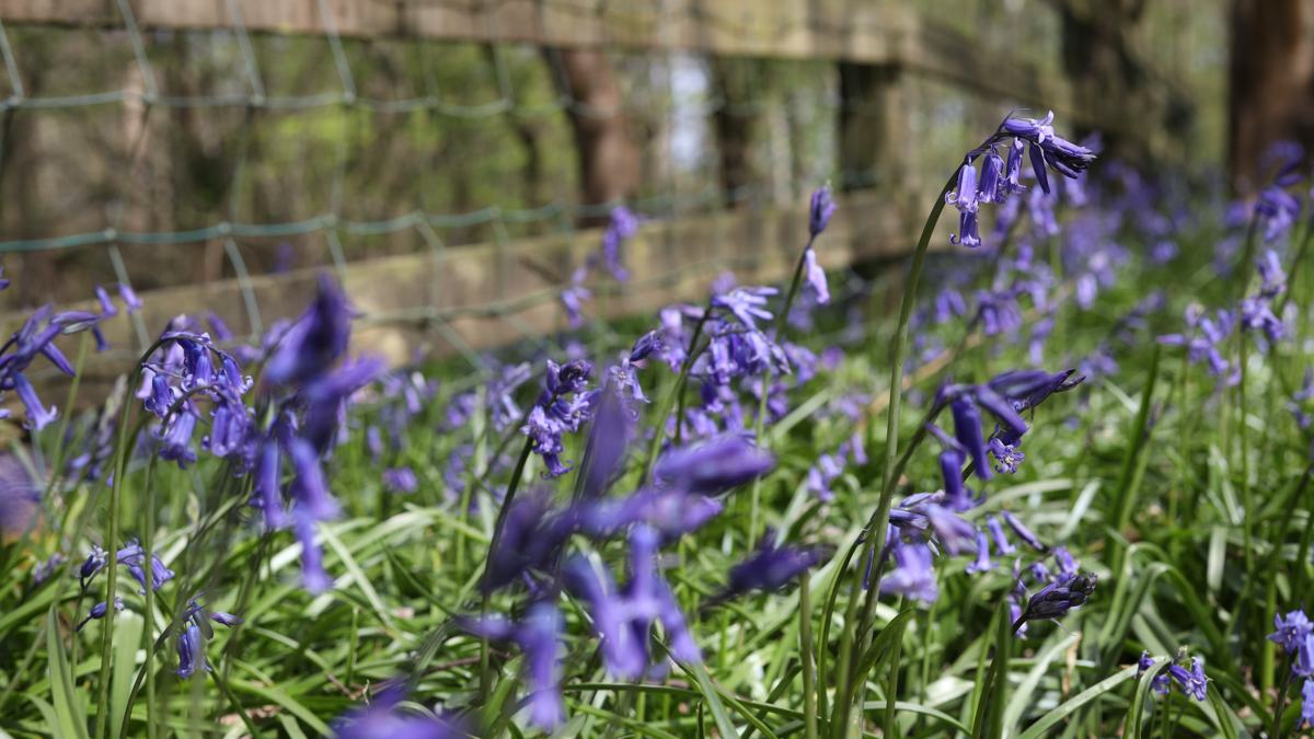 trentpark-slide-8 Trent Park