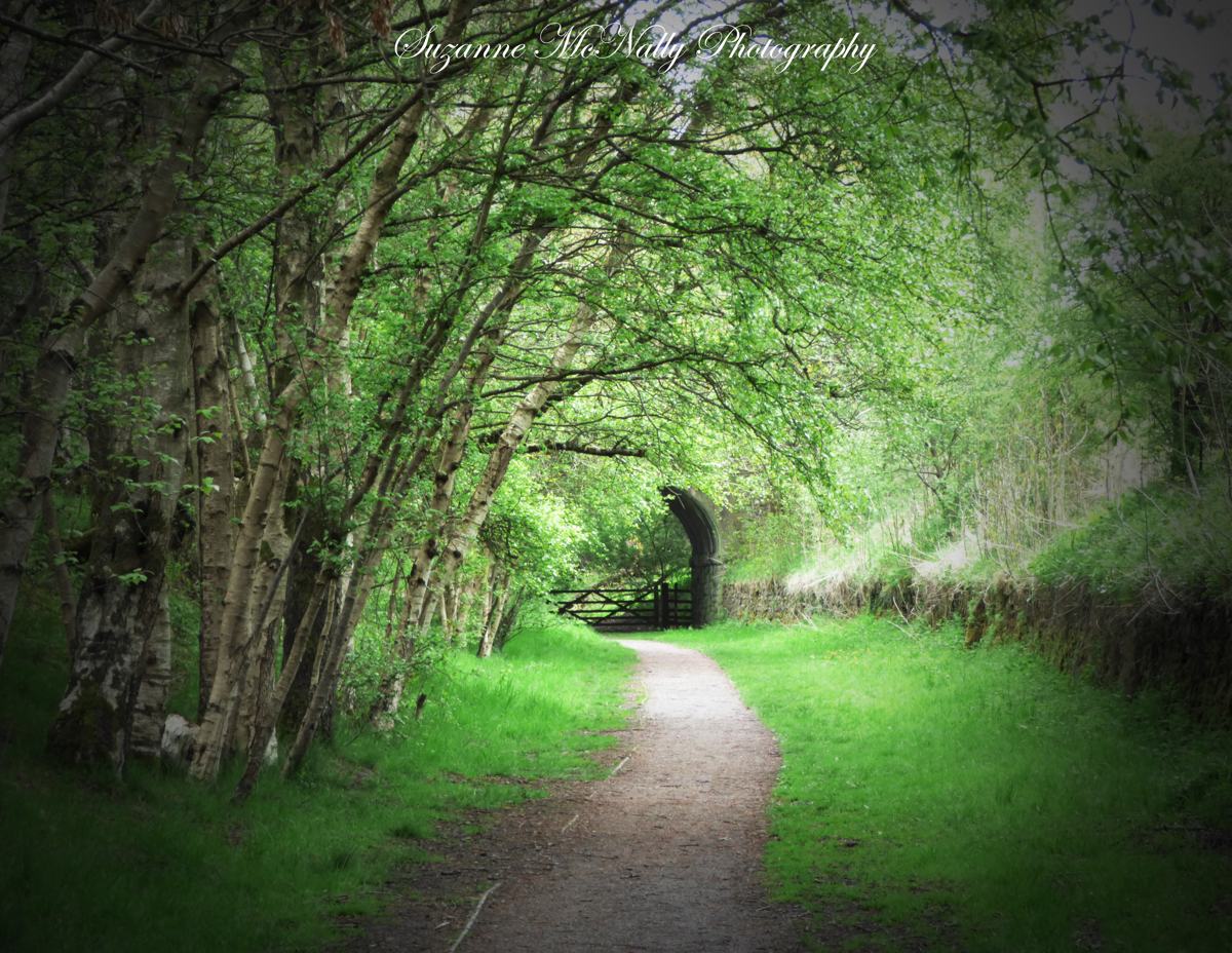 Suzanne McNally-pic-2 Suzanne McNally