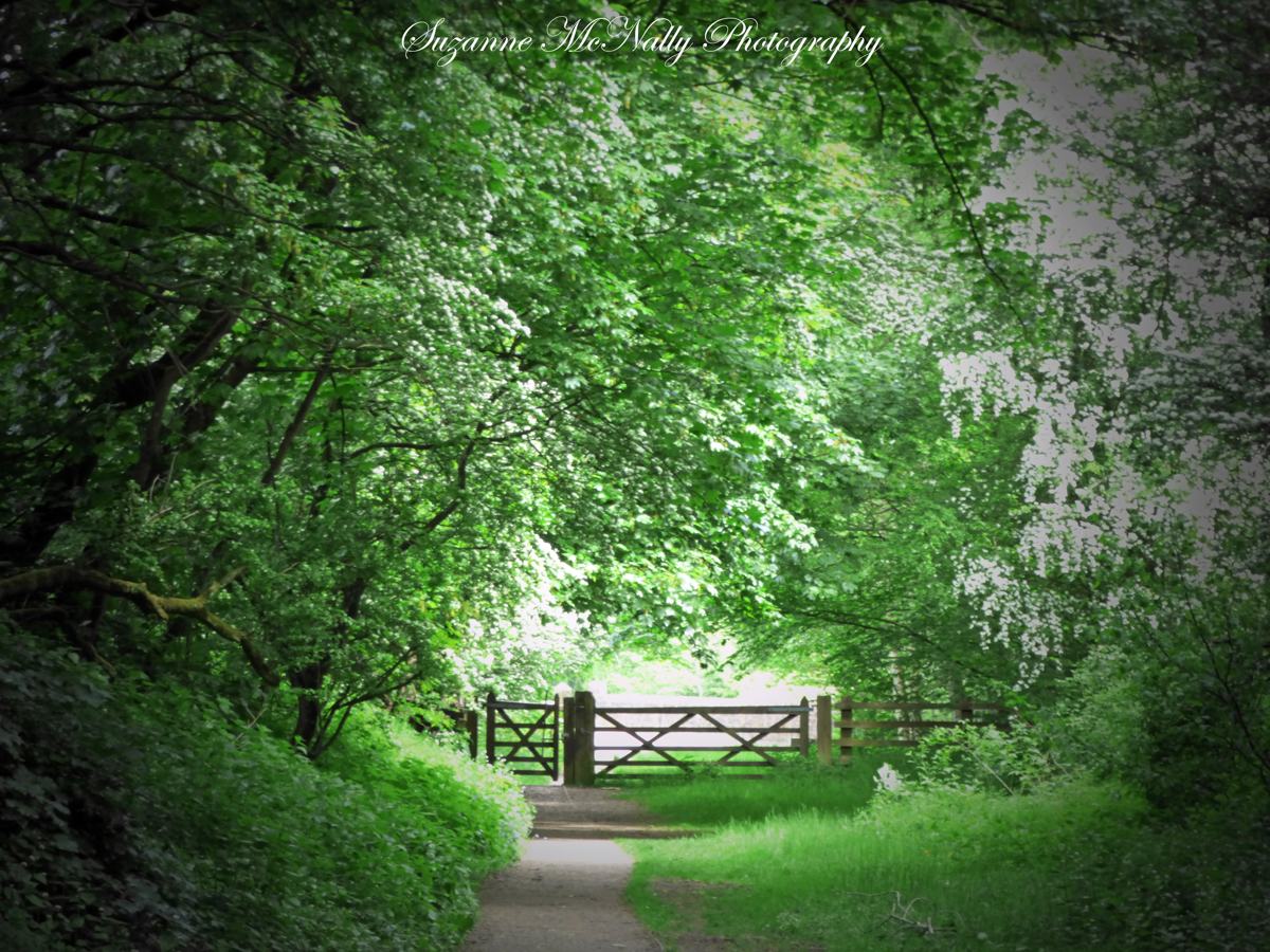 Suzanne McNally-pic-5 Suzanne McNally