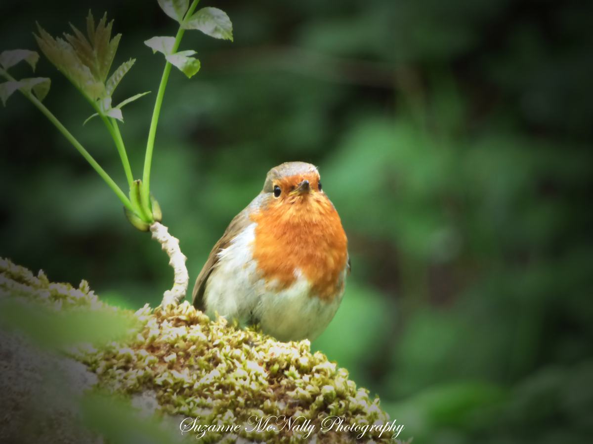 Suzanne McNally-pic-7 Suzanne McNally