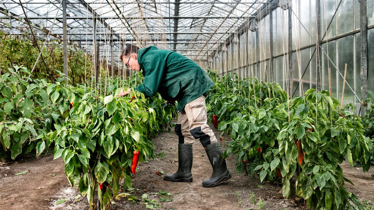 Dunlop Protective Footwear