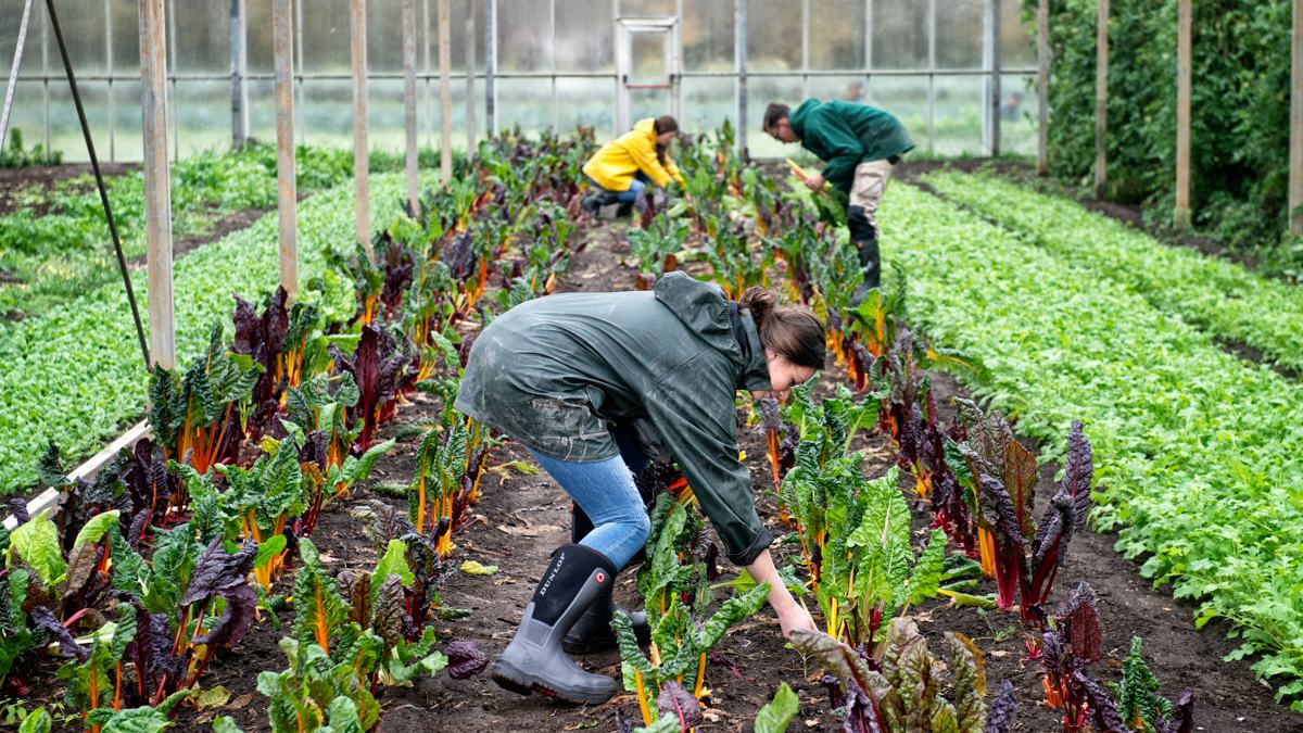 Dunlop Protective Footwear