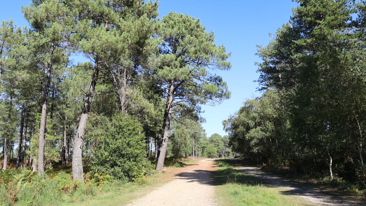 Wareham-Forest-slide-10 Wareham Forest