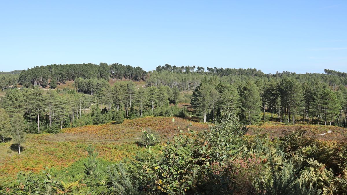 Wareham-Forest-slide-3 Wareham Forest