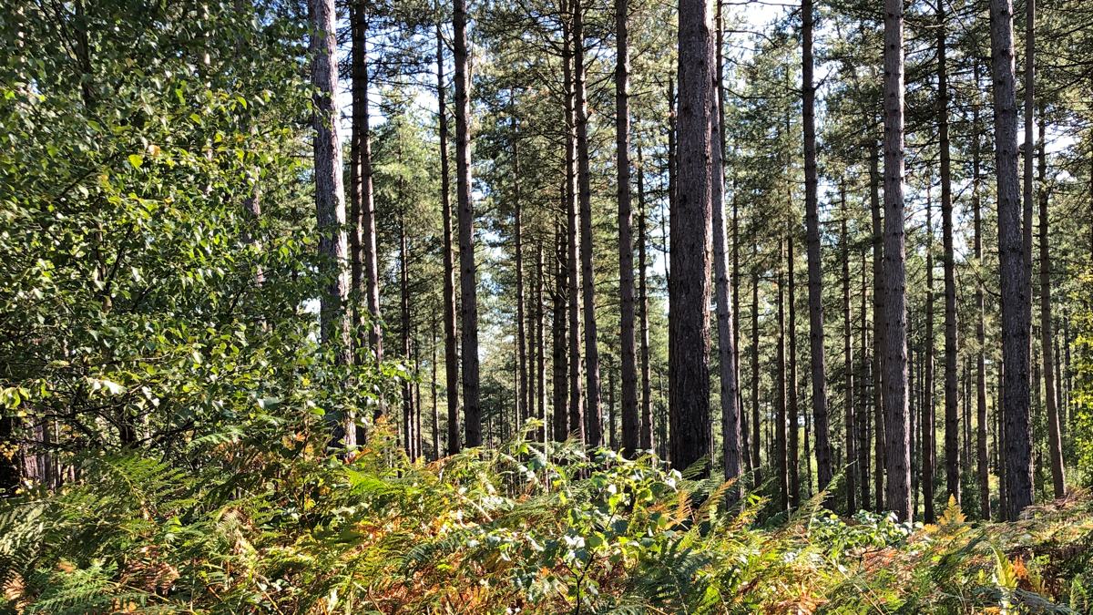 Wareham-Forest-slide-4 Wareham Forest