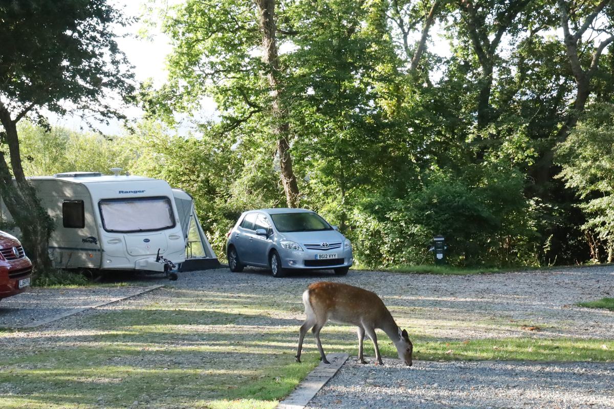 camping-corfe-castle-slide-1 Camping at Corfe Castle