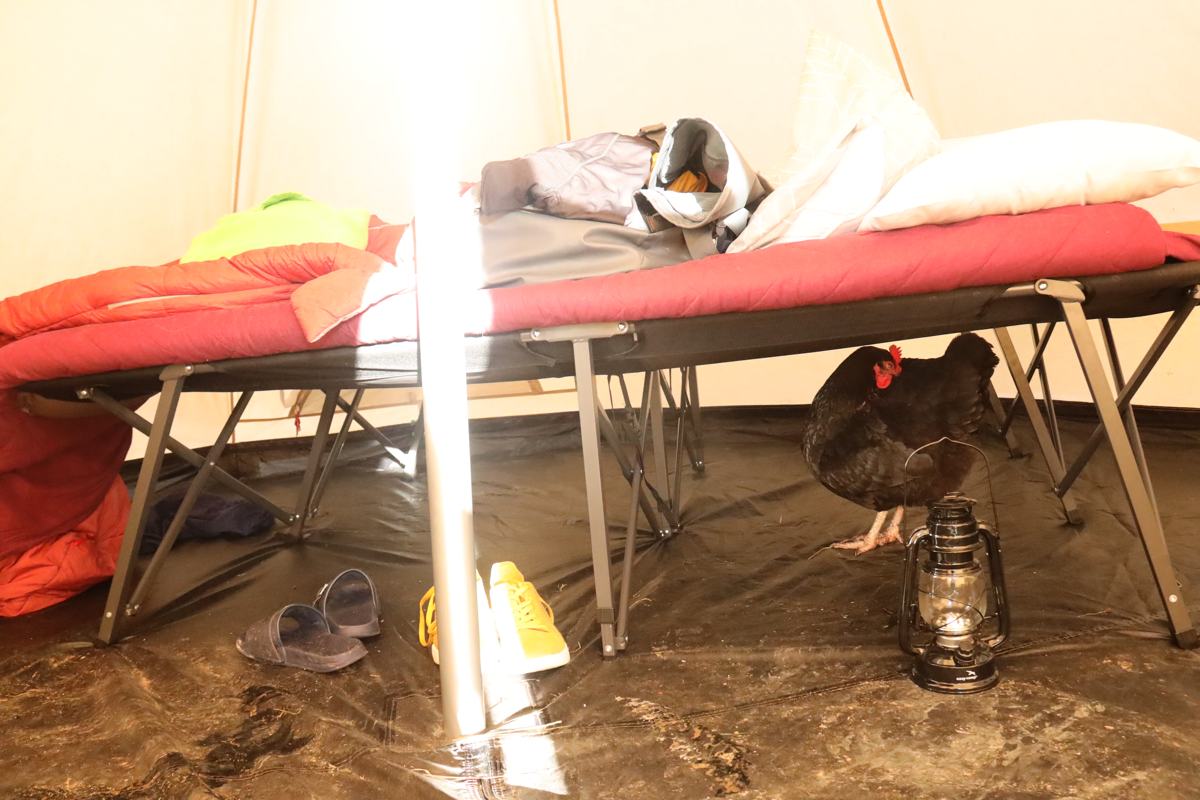 camping-corfe-castle-slide-7 Camping at Corfe Castle