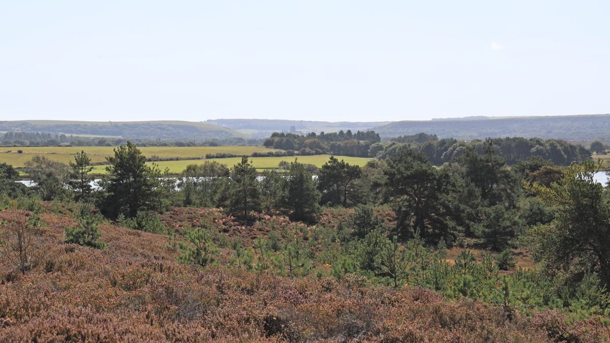 RSPB Arne