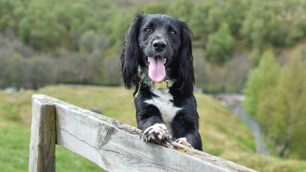 walker-walk-waterproof-dog Dog friendly