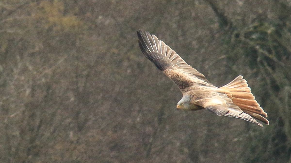 Coombe Hill-slide-1 Coombe Hill