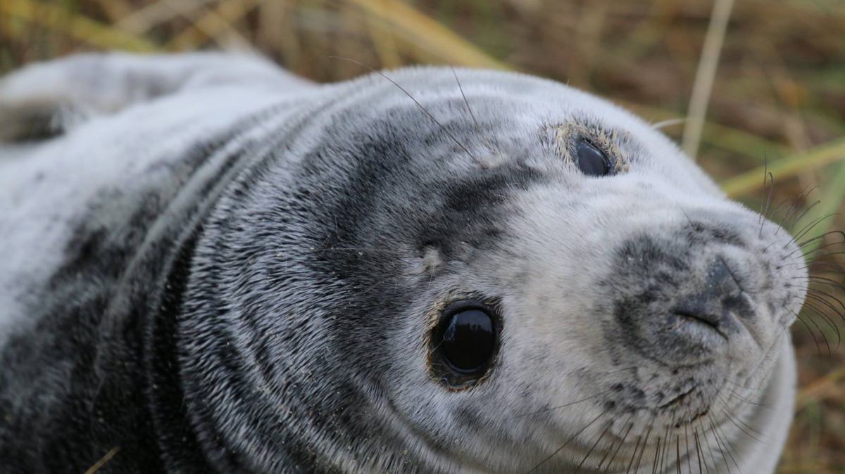 Norfolk Coast Path-slide-1 Norfolk Coast Path
