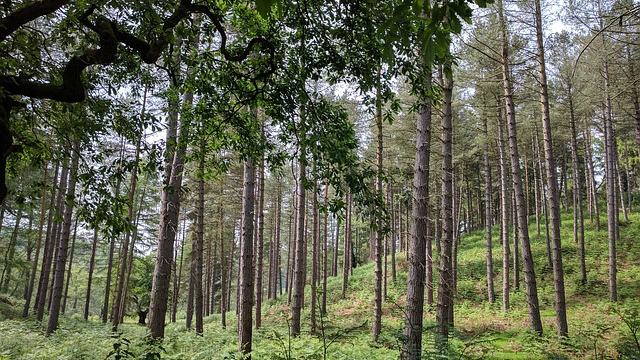Cannock Chase-slide Cannock Chase