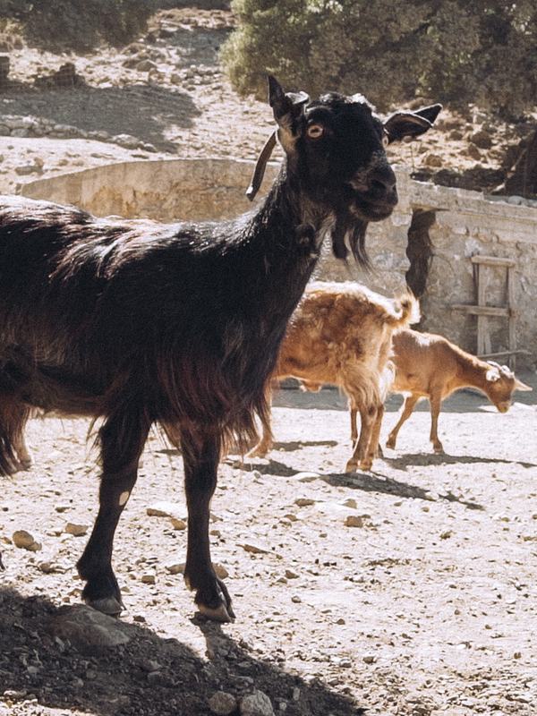 greek-islands-crete-pic-3 Cheese