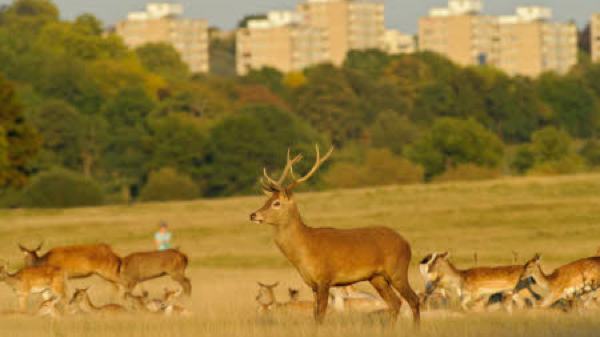 richmond park-slide Richmond Park