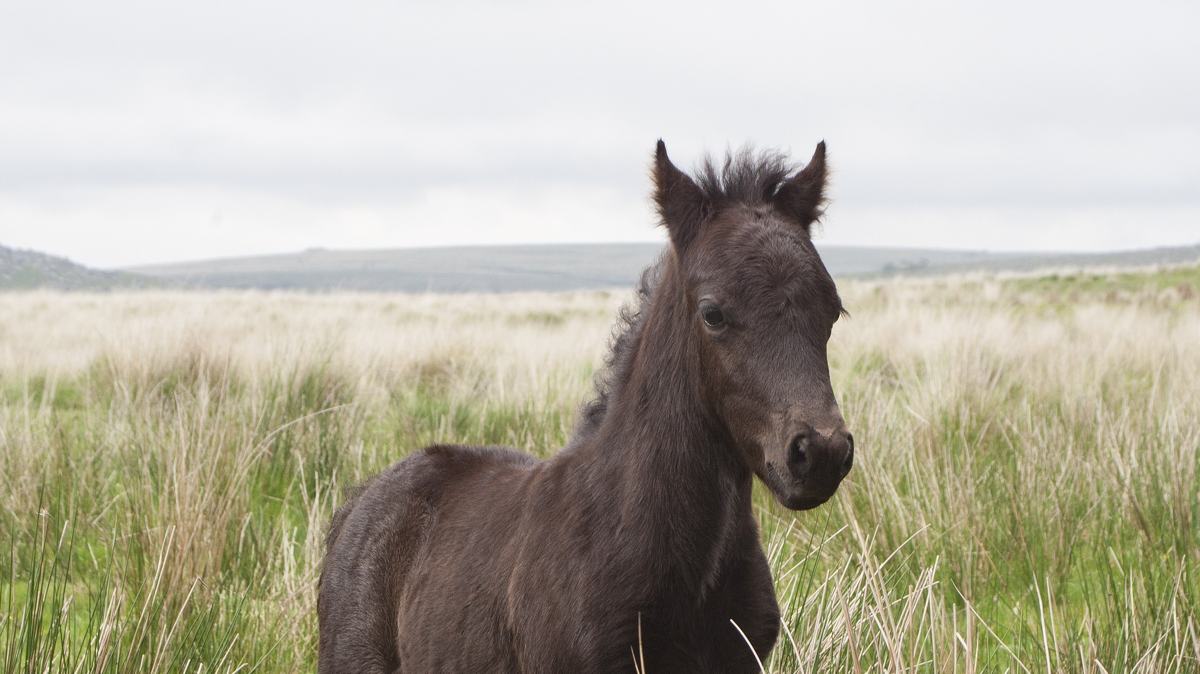 © Anna Ventura from Pixabay