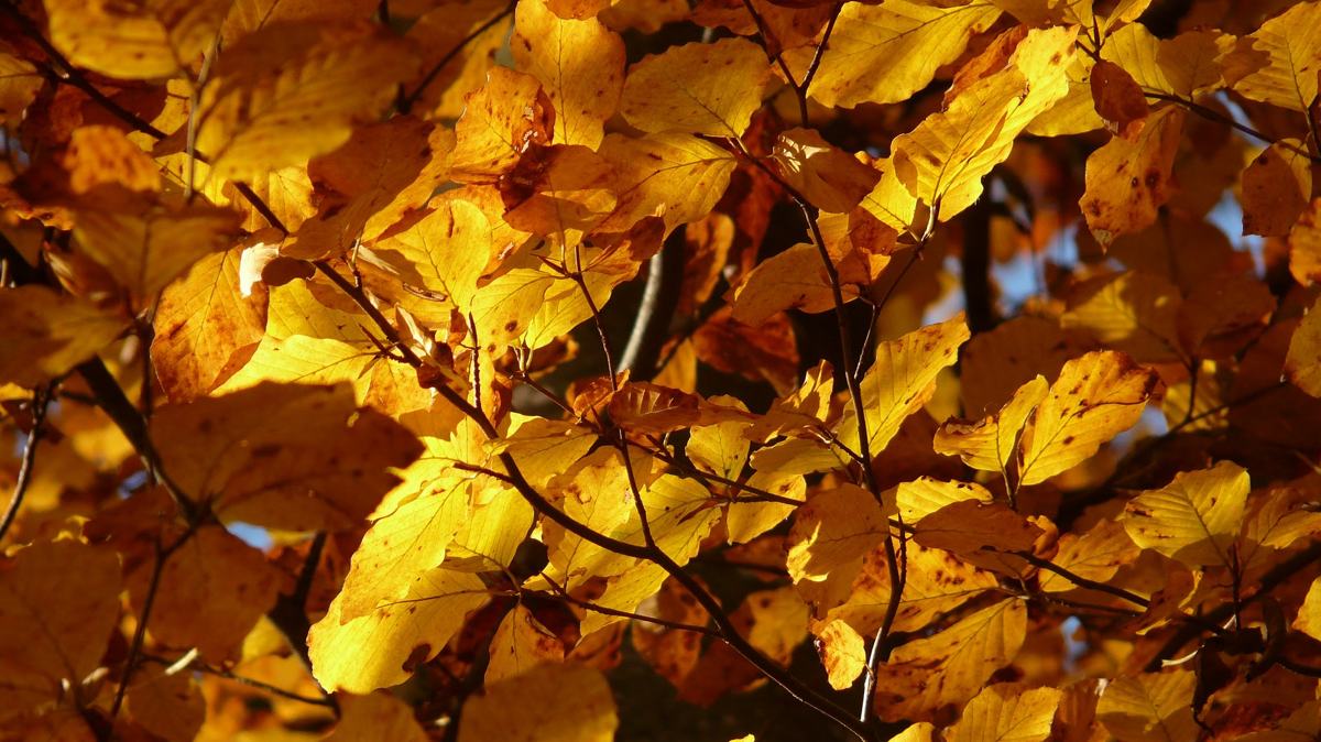 © Hans Braxmeier from Pixabay