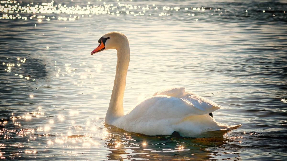 Peter H from Pixabay-slide © Peter H from Pixabay