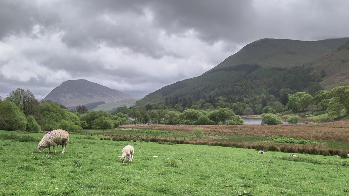 Fangs Brow to Loweswater