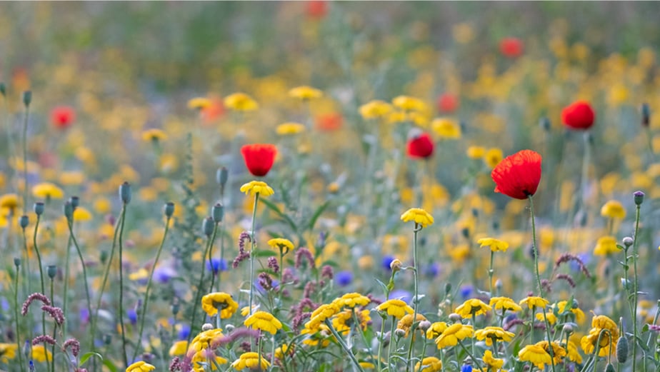 GetOutside Champions