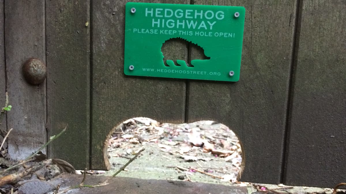 Hedgehog Highway by Henry Johnson-slide Hedgehog Highway