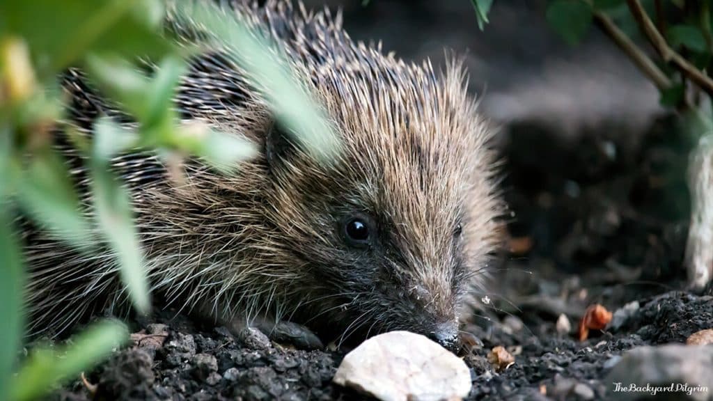 Hedgehog by Anna Goodall-2 Hedgehog