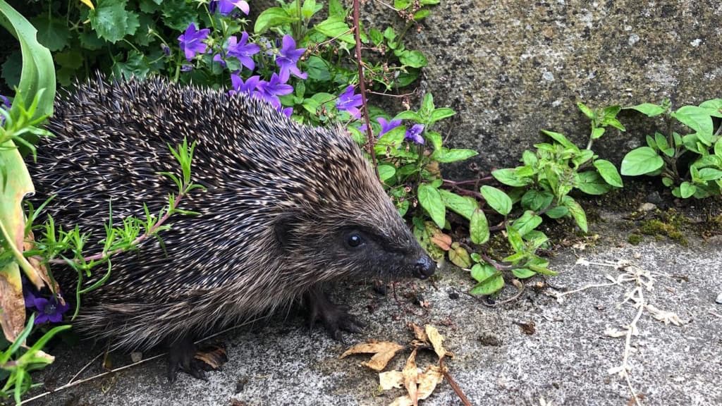 Hedgehog by Beverley Stafford-slide Hedgehog by Beverley Stafford