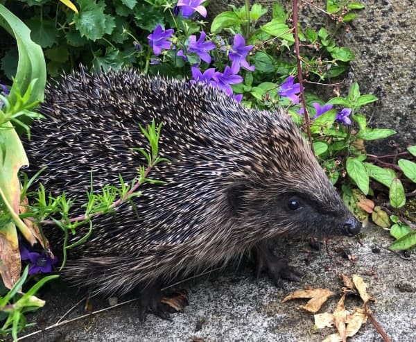 Hedgehog by Beverley Stafford