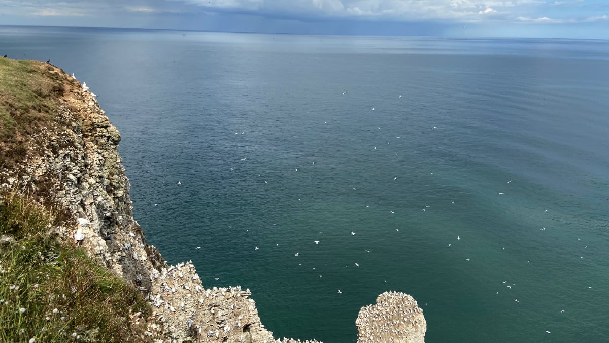 Bempton Cliffs