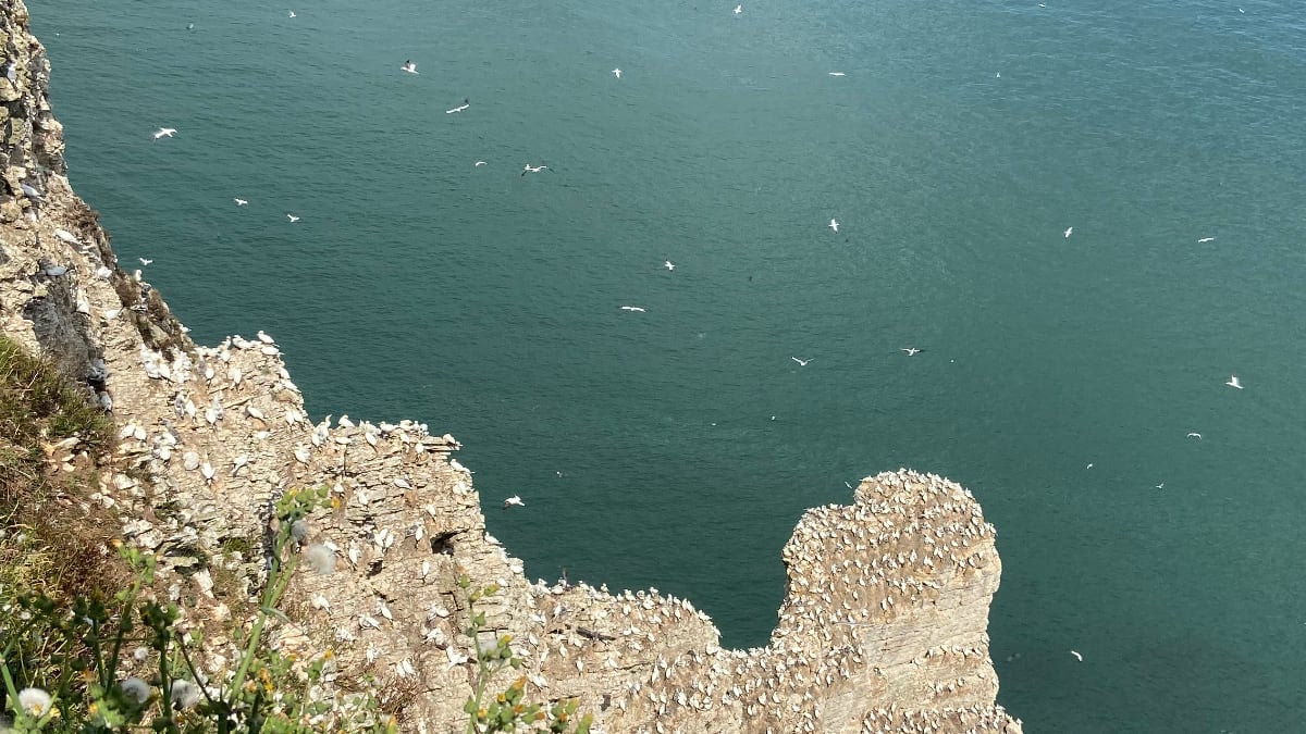 Bempton Cliffs