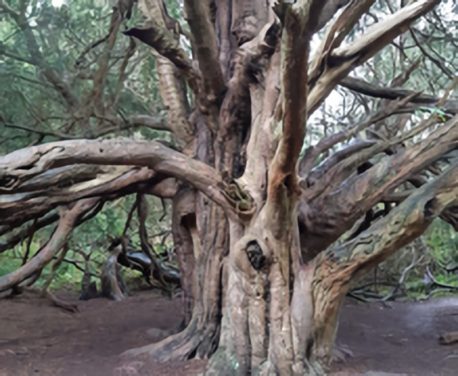 Secrets of Kingley Vale