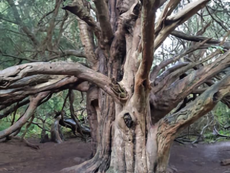 Secrets-of-Kingley-Vale