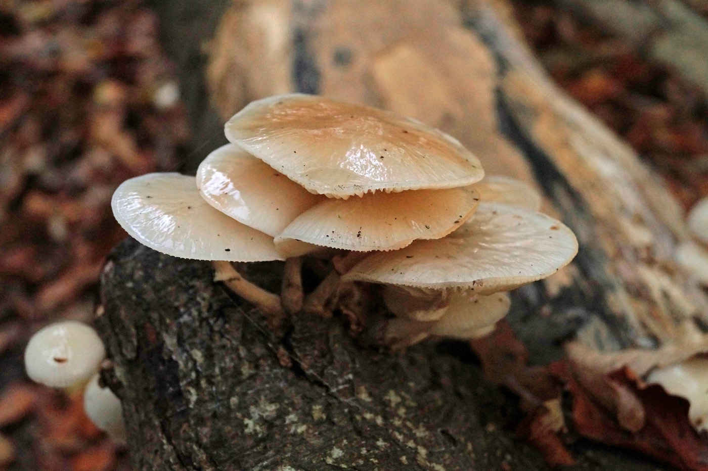 Mindfulness Photography in Arne