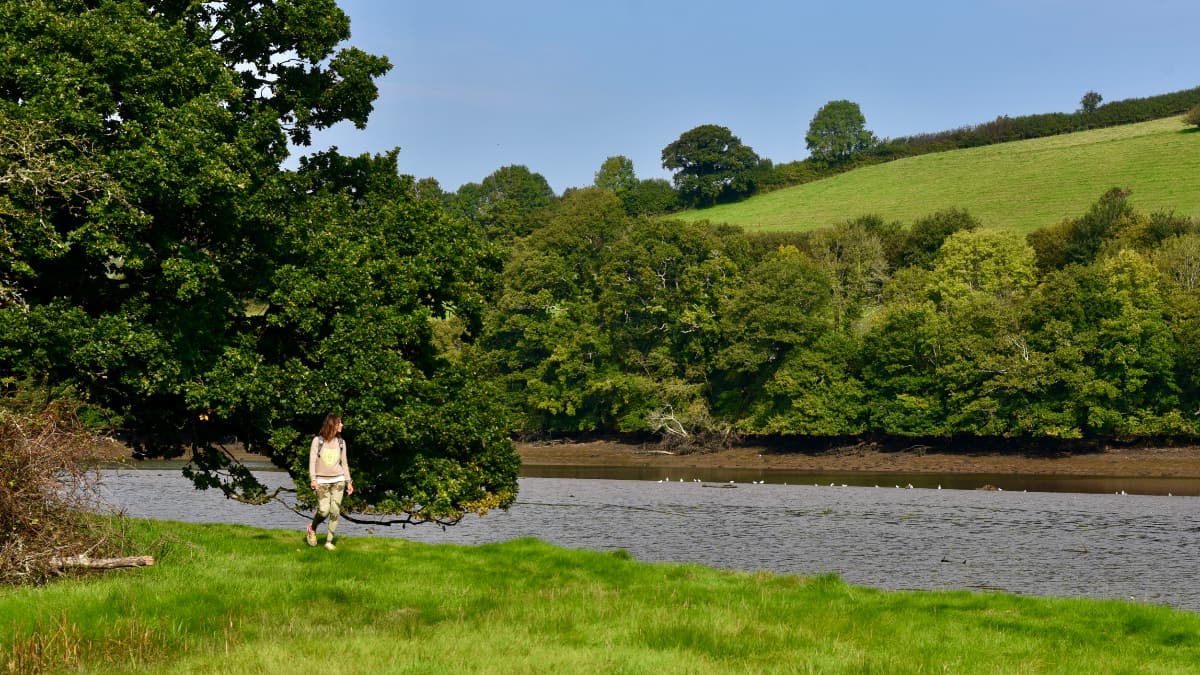 Dart Valley Walk