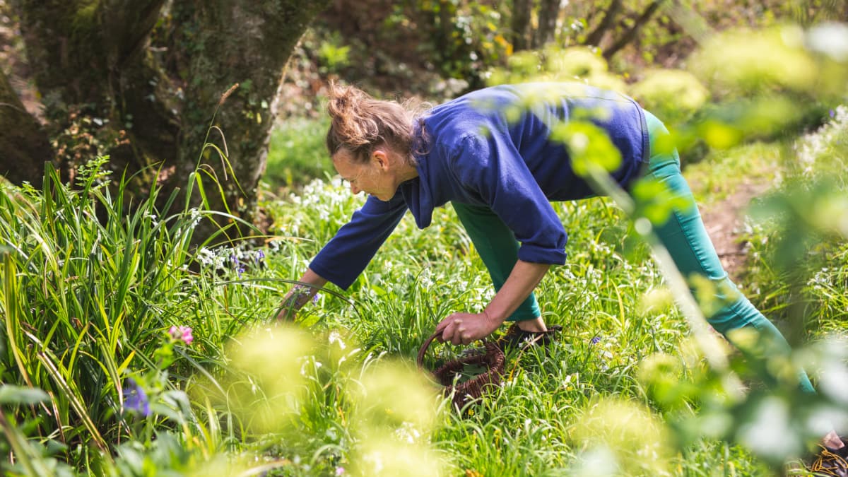 Edible Landscape slide 1 Edible Landscape