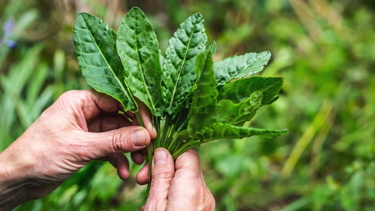 Edible Landscape slide 2 Edible Landscape